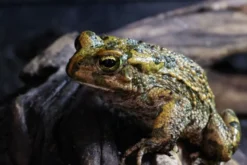 Nordafrikanische Wechselkröte , Bufotes boulengeri