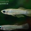 Normans Leuchtaugenfisch, Aplocheilichthys normani (Minifisch)