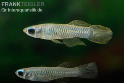 Normans Leuchtaugenfisch, Aplocheilichthys normani (Minifisch)