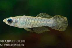 Normans Leuchtaugenfisch, Aplocheilichthys normani (Minifisch)