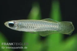 Normans Leuchtaugenfisch, Aplocheilichthys normani (Minifisch)