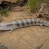 Nördlicher Blauzungenskink, Tiliqua scincoides intermedia