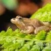 Nördlicher Kricketfrosch, Acris crepitans