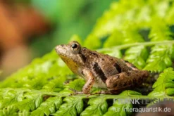 Nördlicher Kricketfrosch, Acris crepitans