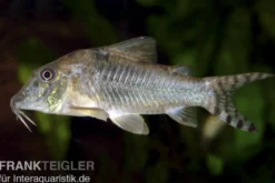Nördlicher Langschnauzen-Panzerwels, Corydoras septentrionalis