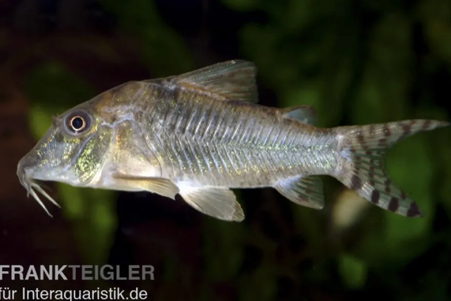 Nördlicher Langschnauzen-Panzerwels, Corydoras septentrionalis