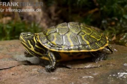 Nördliche Rotbauch-Schildkröte, Pseudemys rubriventris