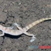 Nördlicher Sandgecko, Tropiocolotes tripolitanus