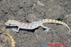 Nördlicher Sandgecko, Tropiocolotes tripolitanus