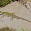 Nördliche Ruineneidechse, Podarcis siculus campestris