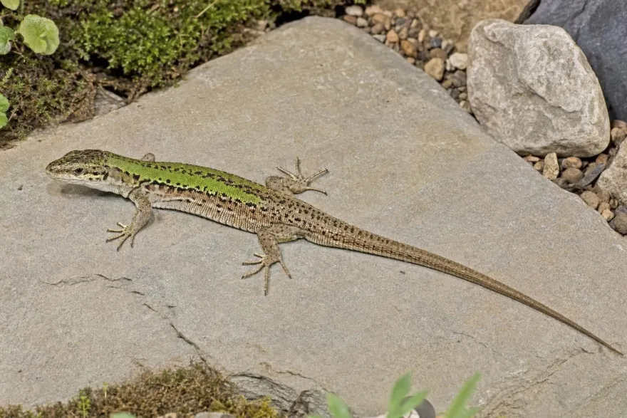 Nördliche Ruineneidechse, Podarcis siculus campestris