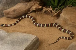Nuevo-León-Königsnatter, Lampropeltis leonis