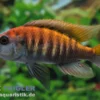 Nyereres Viktoriabuntbarsch, Haplochromis nyererei, NZ, 4-5 cm