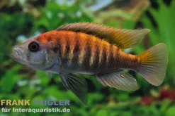 Nyereres Viktoriabuntbarsch, Haplochromis nyererei, NZ, 4-5 cm