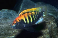 Nyereres Viktoriabuntbarsch, Haplochromis nyererei, NZ, 4-5 cm