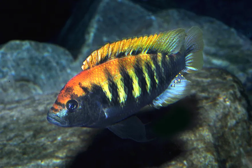 Nyereres Viktoriabuntbarsch, Haplochromis nyererei, NZ, 4-5 cm