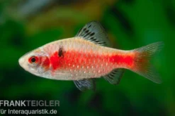 Odessabarbe, Pethia padamya (Barbus odessa)