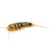 Ofenfischchen, Thermobia domestica, 500 ml Zuchtansatz
