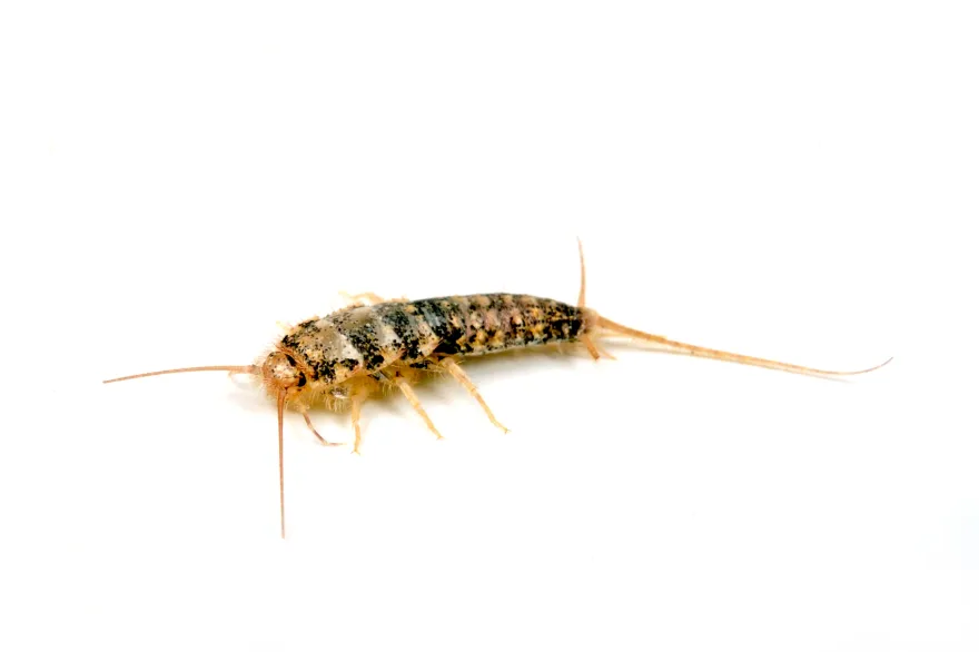 Ofenfischchen, Thermobia domestica, 500 ml Zuchtansatz