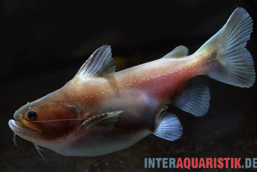 Oger-Wels, Asterophysus batrachus, 9-12 cm