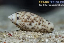 Olivenschnecke, Oliva sayana