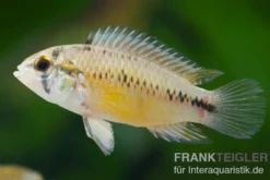 Opal-Apistogramma, Apistogramma borelli "Opal"