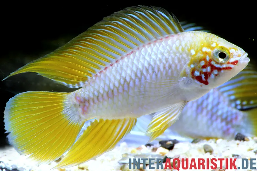 Opal-Apistogramma, Apistogramma borelli "Opal"