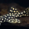 Opalflecken-Harnischwels, L82, Scobinancistrus raonii, 3,5-5 cm