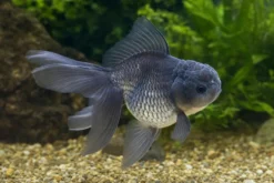 Oranda blau, Carassius auratus (Kaltwasser), Größe 4-6 cm