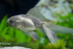 Oranda blau, Carassius auratus (Kaltwasser), Größe 4-6 cm