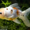 Oranda calico, Carassius auratus (Kaltwasser), Größe 4-6 cm