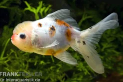 Oranda calico, Carassius auratus (Kaltwasser), Größe 4-6 cm