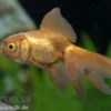 Oranda Kupfer, Carassius auratus (Kaltwasser)