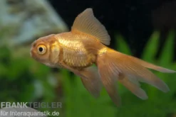 Oranda Kupfer, Carassius auratus (Kaltwasser)
