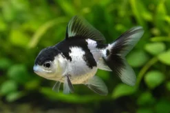 Oranda Panda, Carassius auratus (Kaltwasser)