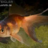 Oranda rot-schwarz, Carassius auratus (Kaltwasser), Größe 4-6 cm