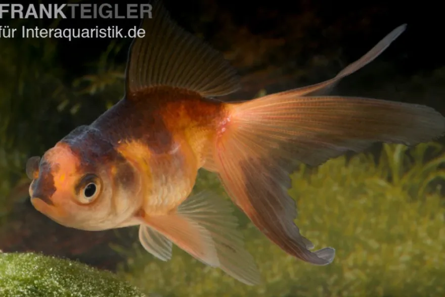 Oranda rot-schwarz, Carassius auratus (Kaltwasser), Größe 4-6 cm