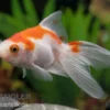 Oranda rot-weiß, Carassius auratus (Kaltwasser), Größe 4-6 cm