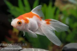 Oranda rot-weiß, Carassius auratus (Kaltwasser), Größe 4-6 cm