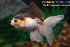 Oranda Tricolor, Carassius auratus (Kaltwasser)