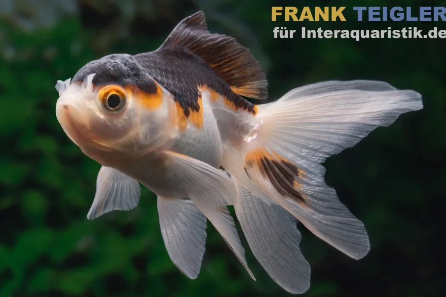 Oranda Tricolor, Carassius auratus (Kaltwasser)