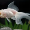 Oranda weiß, Carassius auratus (Kaltwasser)