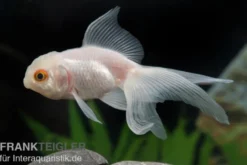 Oranda weiß, Carassius auratus (Kaltwasser)