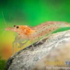 Orange Amanogarnele, Caridina multidentata "Orange/Red"