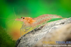 Orange Amanogarnele, Caridina multidentata "Orange/Red"