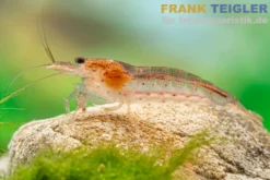 Orange Amanogarnele, Caridina multidentata "Orange/Red"