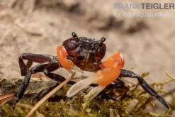 Orangearm-Krabbe, Lepidothelphusa spec. Orange Arm Borneo, Zufällig ausgewählt