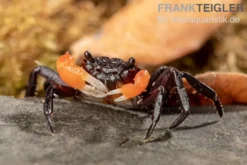 Orangearm-Krabbe, Lepidothelphusa spec. Orange Arm Borneo, Zufällig ausgewählt