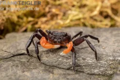 Orangearm-Krabbe, Lepidothelphusa spec. Orange Arm Borneo, Zufällig ausgewählt