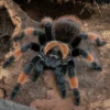 Orangebein-Vogelspinne, Brachypelma emilia
